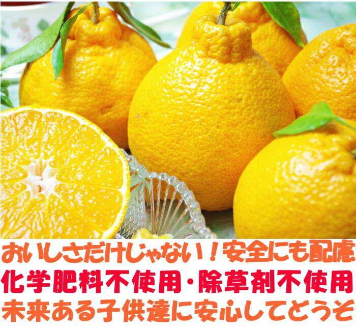 熊本訳あり不知火ベネ3