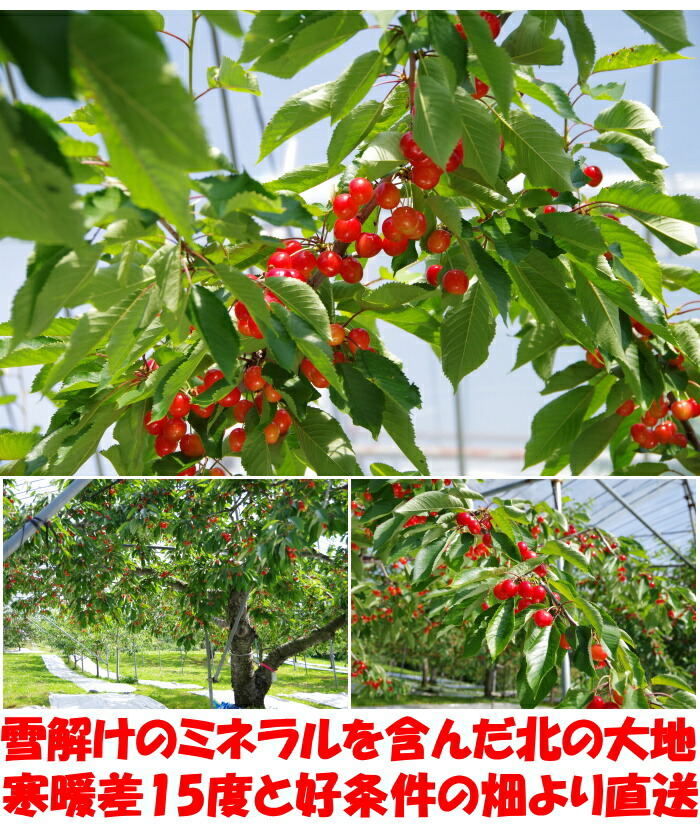 北海道さくらんぼベネ2