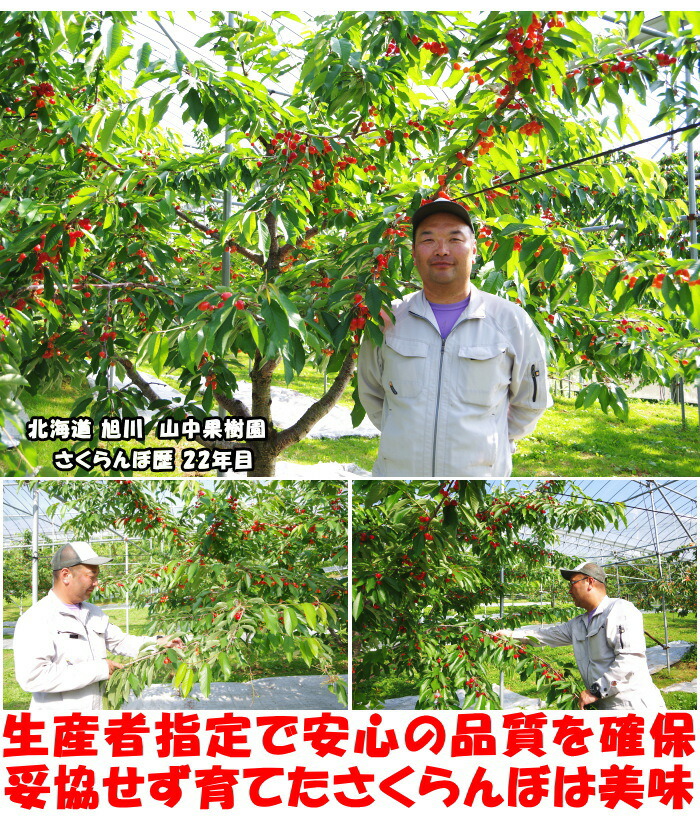 北海道完熟さくらんぼベネ4