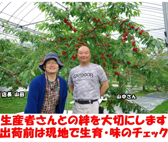 北海道山中果樹園完熟さくらんぼベネ5