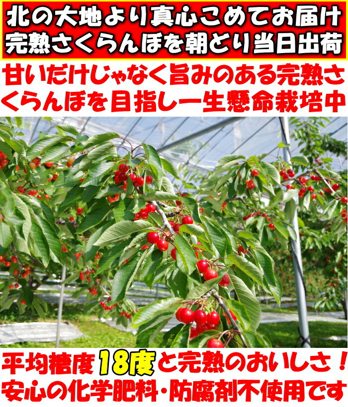 北海道さくらんぼベネ1