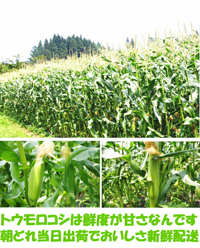 香川とうもろこしピュアホワイトコーンベネ３