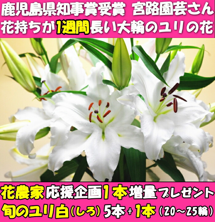 花 ユリ 花束 大輪 父の日 ギフト 白 5本+1本 増量 20〜25輪 誕生日 ゴージャス プレゼント 花持ちが１週間違う 花農家直送 百合 旬の  ゆり ホワイト ユリ花束 :hana-02:クックス産直ヤフー店 - 通販 - Yahoo!ショッピング