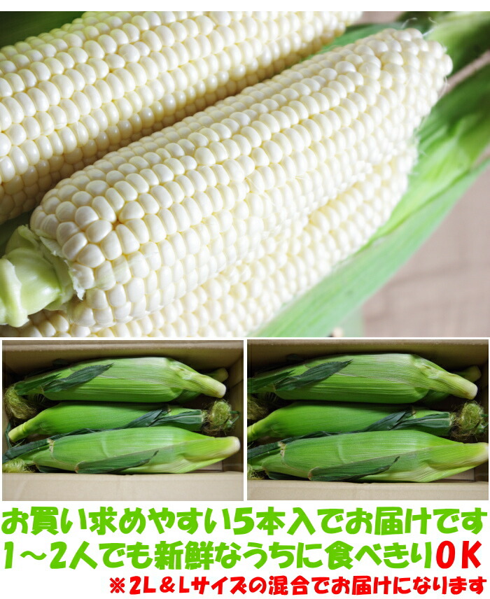香川とうもろこしピュアホワイトベネ２