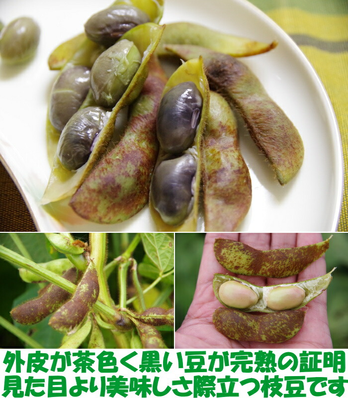 丹波篠山黒豆枝豆ベネ2