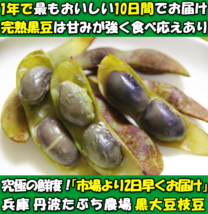 丹波篠山黒豆枝豆ファースト1