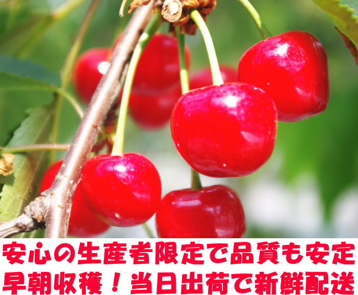 山形さくらんぼベネ3
