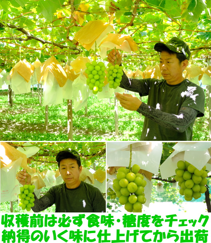 山梨シャインマスカットベネ3