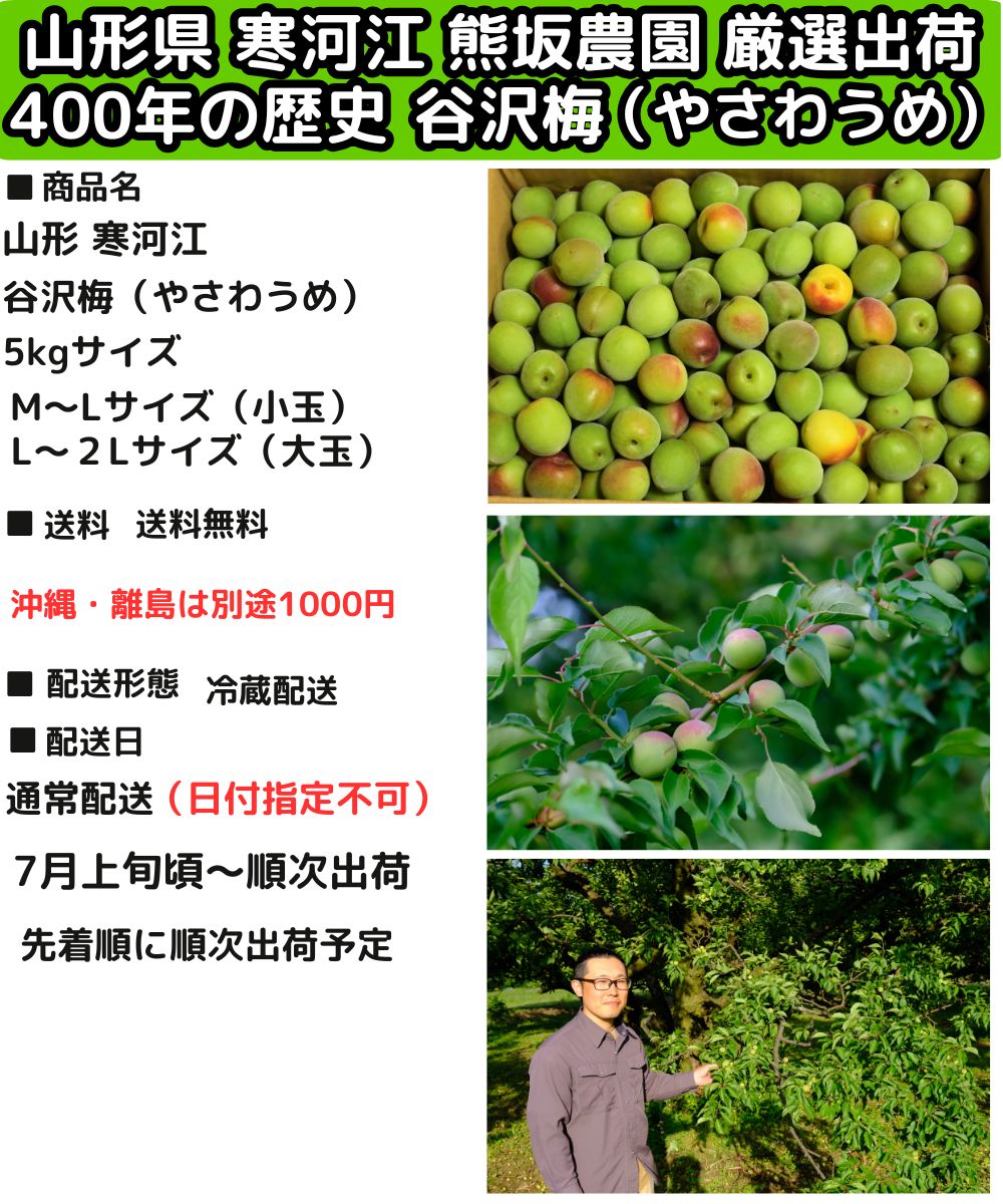 梅 梅干し用 5kg 谷沢梅 やさわうめ 小玉 m〜L or L〜2L