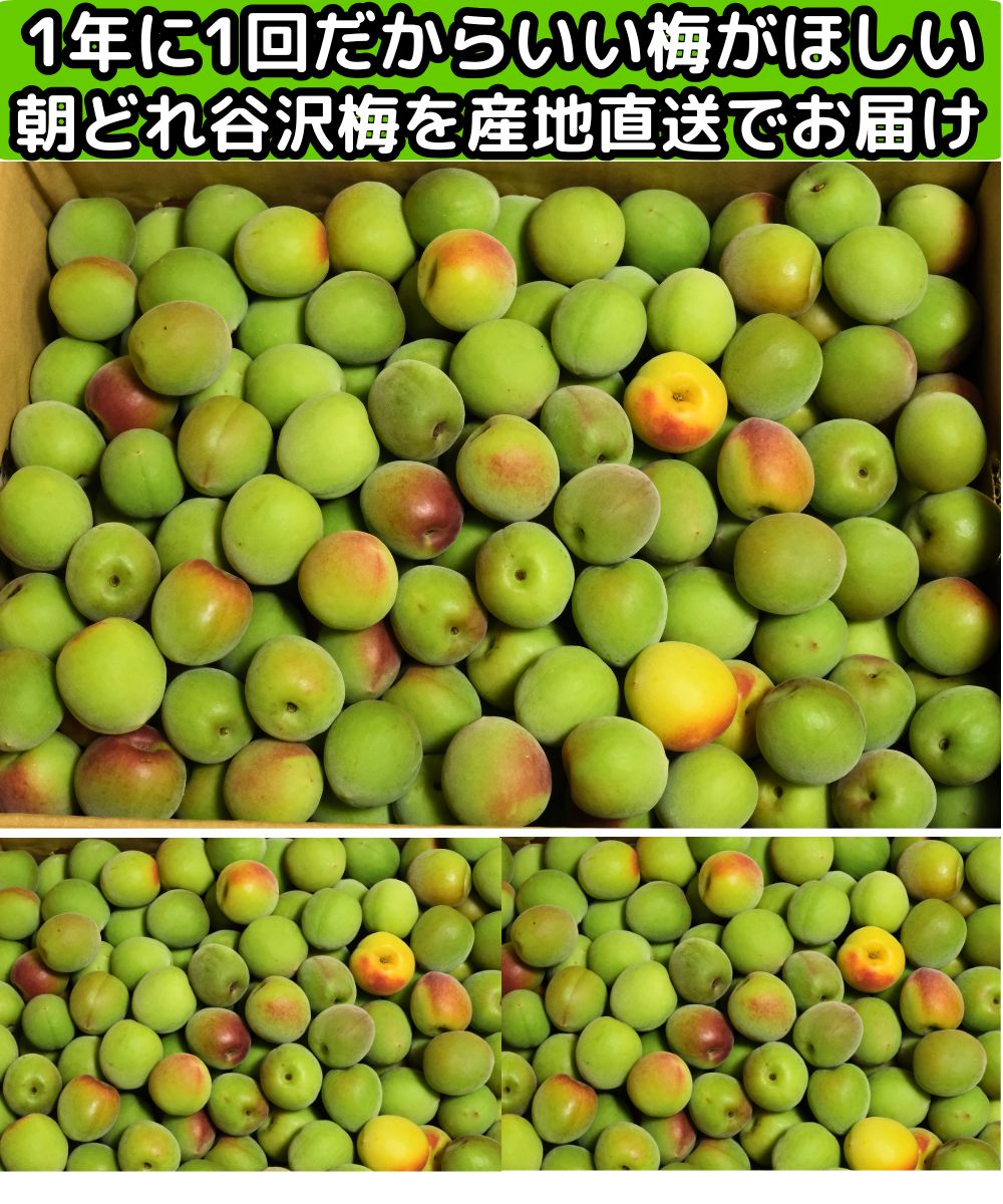 梅 梅干し用 5kg 谷沢梅 やさわうめ 小玉 m〜L or L〜2L サイズ うめ