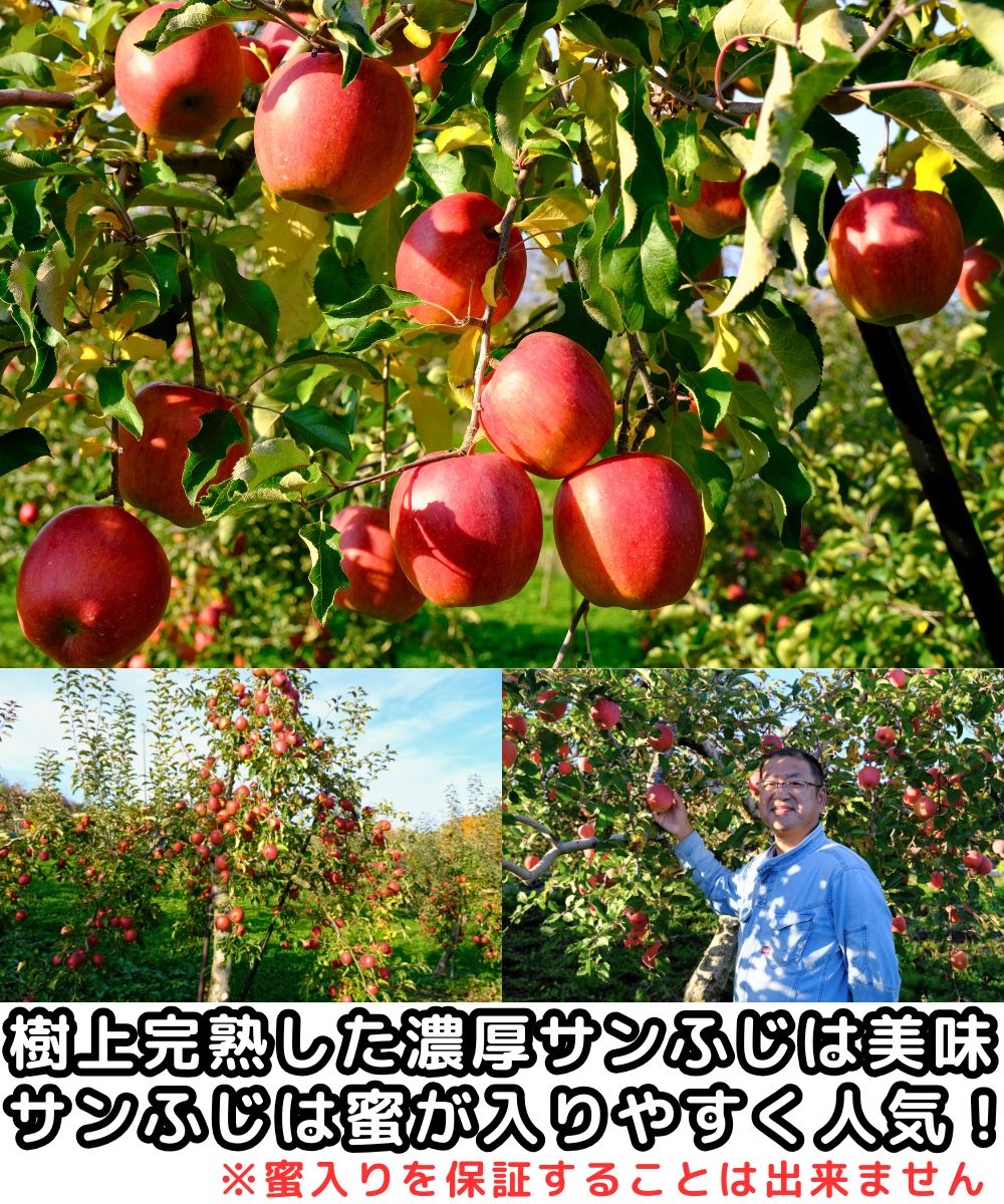 りんご 山形 完熟 サンふじ 約 10kg 24-46玉 家庭用 訳あり 蜜入り し
