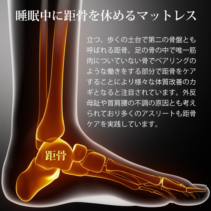 第二の骨盤とも呼ばれる距骨とは