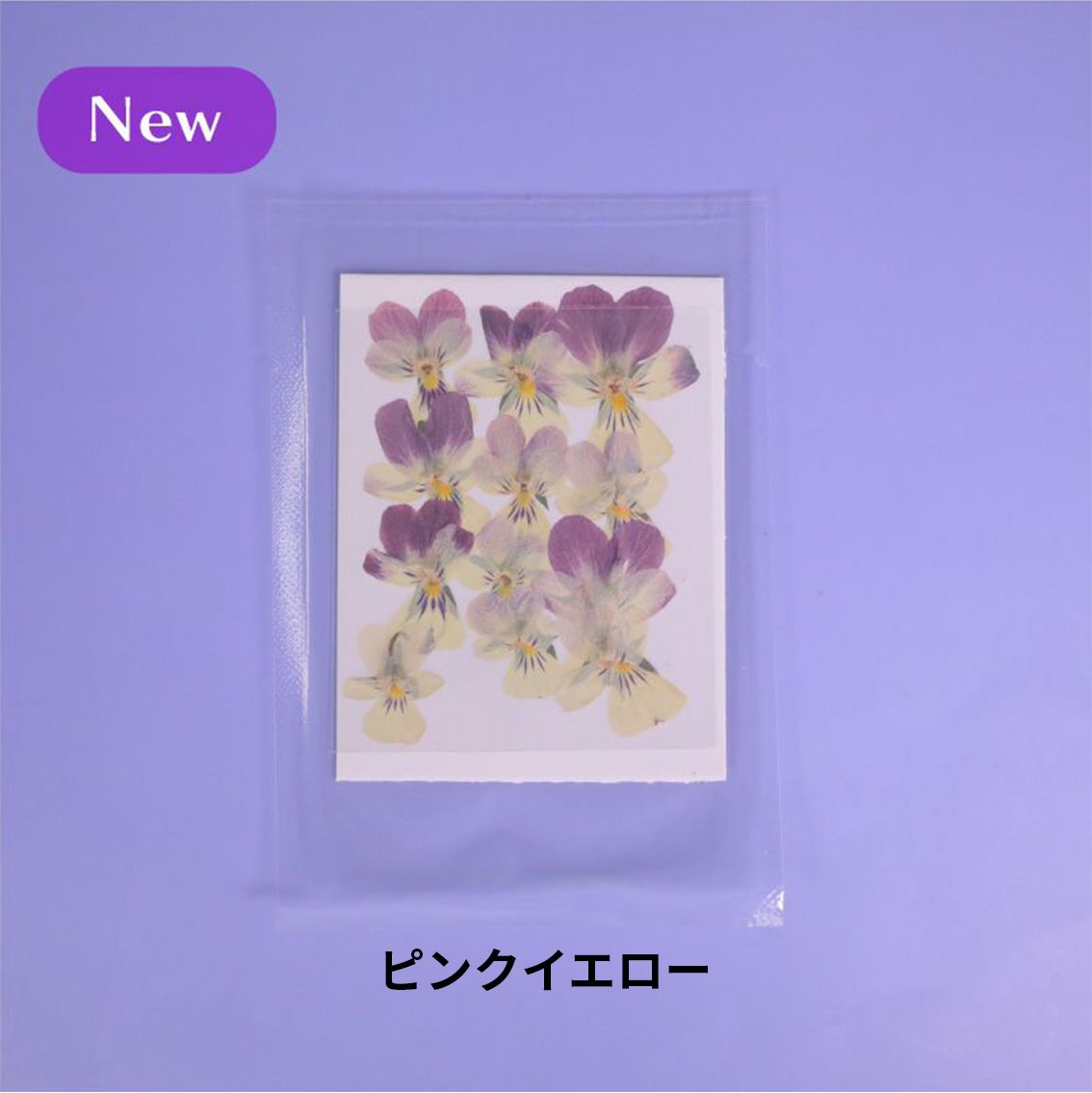 レジン 封入 押し花 ビオラ 大きめ レジンクラフト 封入 花材 天然素材 ハンドメイドアクセサリー : press-viola :  croccha-shopヤフーショップ - 通販 - Yahoo!ショッピング