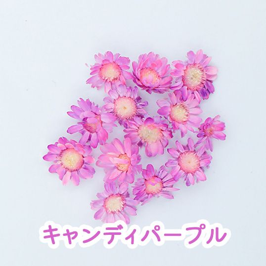 ドライフラワー 花材】スターフラワー ブロッサム 花びら 23色 小さな