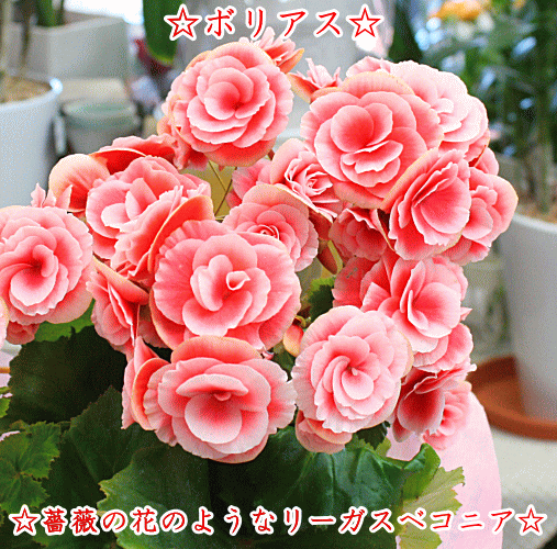 w*可様 19 S&P ベゴニア　ピンク斑入り　No ID ‘ピンクシュガー’ リーガース ベゴニア ピンク （白とピンクの覆輪色） ボリアス 5号底面