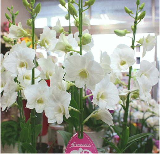 花ギフト】洋蘭鉢植え デンファレ 白 5本立て陶器鉢植え 上品な花