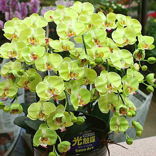 胡蝶蘭 ミディ系 緑色（グリーン）5本立て 光触媒加工（造花）Sサイズ