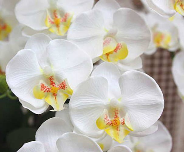 胡蝶蘭 ミディ系 ブルー（青）色 5本立て 光触媒加工（造花）Sサイズ