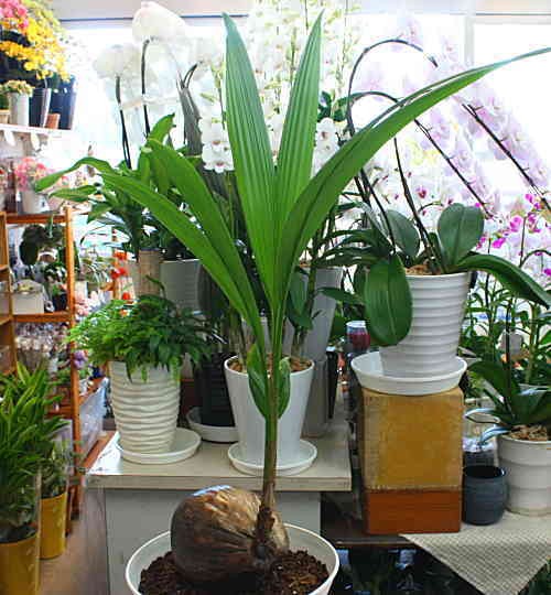 観葉植物 ココヤシ ヤシの実付き 7号鉢植え インテリアグリーン