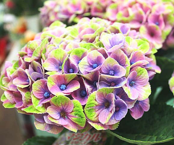 あじさいです ec73638f232abb848699d2e023b9b1