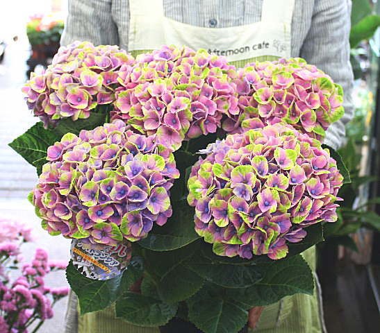 あじさい 鉢植え ブルー・パープル 色の変わる「マジカルアメジスト」5