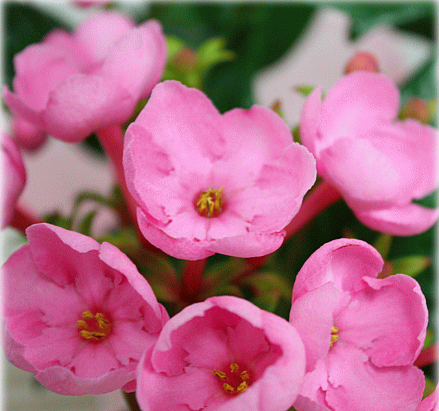 におい桜（ニオイザクラ）ルクリア 鉢植え 籐かご付 花ギフトや誕生日