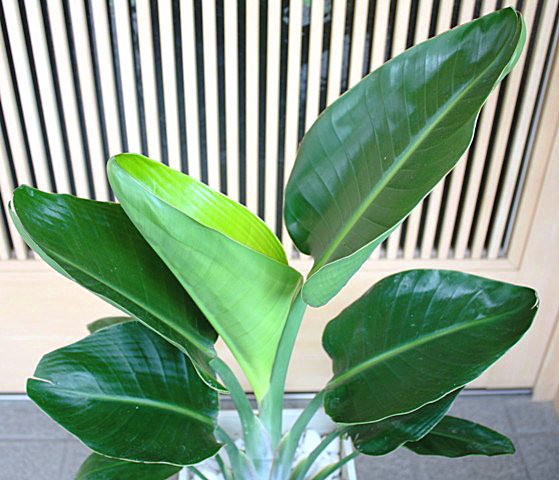 観葉植物 オーガスタ 【ストレチア】 大きな葉っぱがお洒落 6号鉢植え