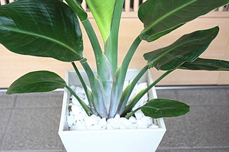 観葉植物 オーガスタ 【ストレチア】 大きな葉っぱがお洒落 6号鉢植え