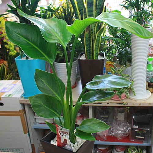 観葉植物 オーガスタ ストレチア 大きな葉っぱがお洒落 6号鉢植え 80サイズ Ogasuta クロスリースタイル 通販 Yahoo ショッピング