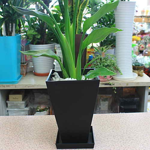 ストレリチア・オーガスタ/観葉植物/215cm◾️かなりの大きな葉の立派な個体 観葉植物 オーガスタ 【ストレチア】 大きな葉っぱがお洒落 6号鉢植え