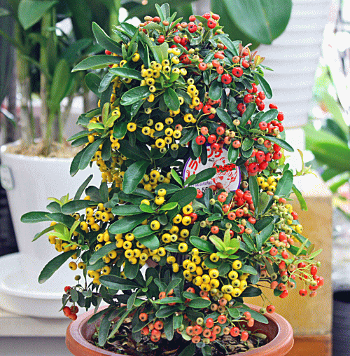 ピラカンサ鉢植え 実付きの鉢植え 6号鉢ラッピング付きでお届け