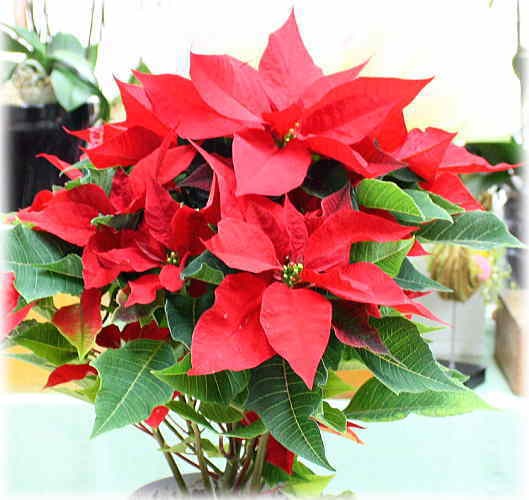 ポインセチア 5号かご付き鉢植え 赤い葉っぱのクリスマス