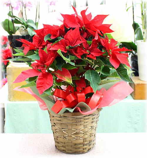 ポインセチア 5号かご付き鉢植え 赤い葉っぱのクリスマスフラワー 冬のフラワーギフト Poinsetia 5 クロスリースタイル 通販 Yahoo ショッピング