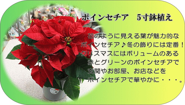 ポインセチア 5号かご付き鉢植え 赤い葉っぱのクリスマスフラワー 冬のフラワーギフト Poinsetia 5 クロスリースタイル 通販 Yahoo ショッピング