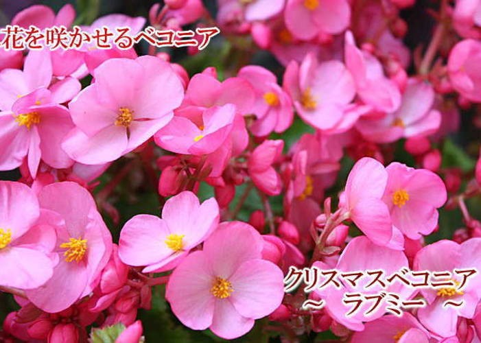 ベゴニア ラブミー 5号鉢植え 籐かご付き 季節の花鉢 誕生日プレゼント Rabumi Bekonia 4 クロスリースタイル 通販 Yahoo ショッピング