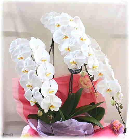 シンビジューム（シンビジウム）鉢植え 黄色系4本立て 「花 ギフト