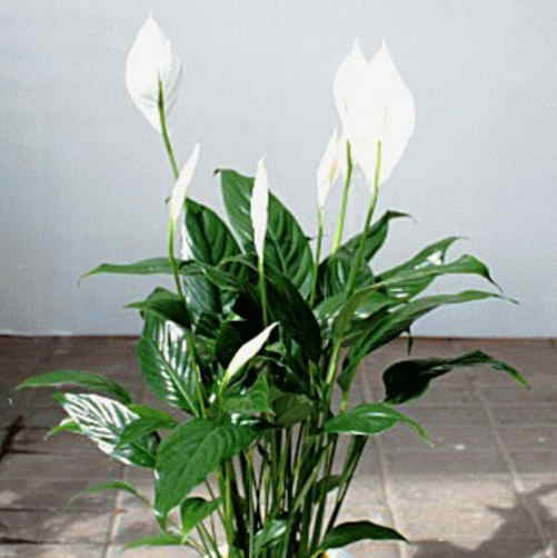 スパティフィラム 鉢植え 白の上品な花の咲く観葉植物 母の日 父の日 ギフト Supa 6 クロスリースタイル 通販 Yahoo ショッピング