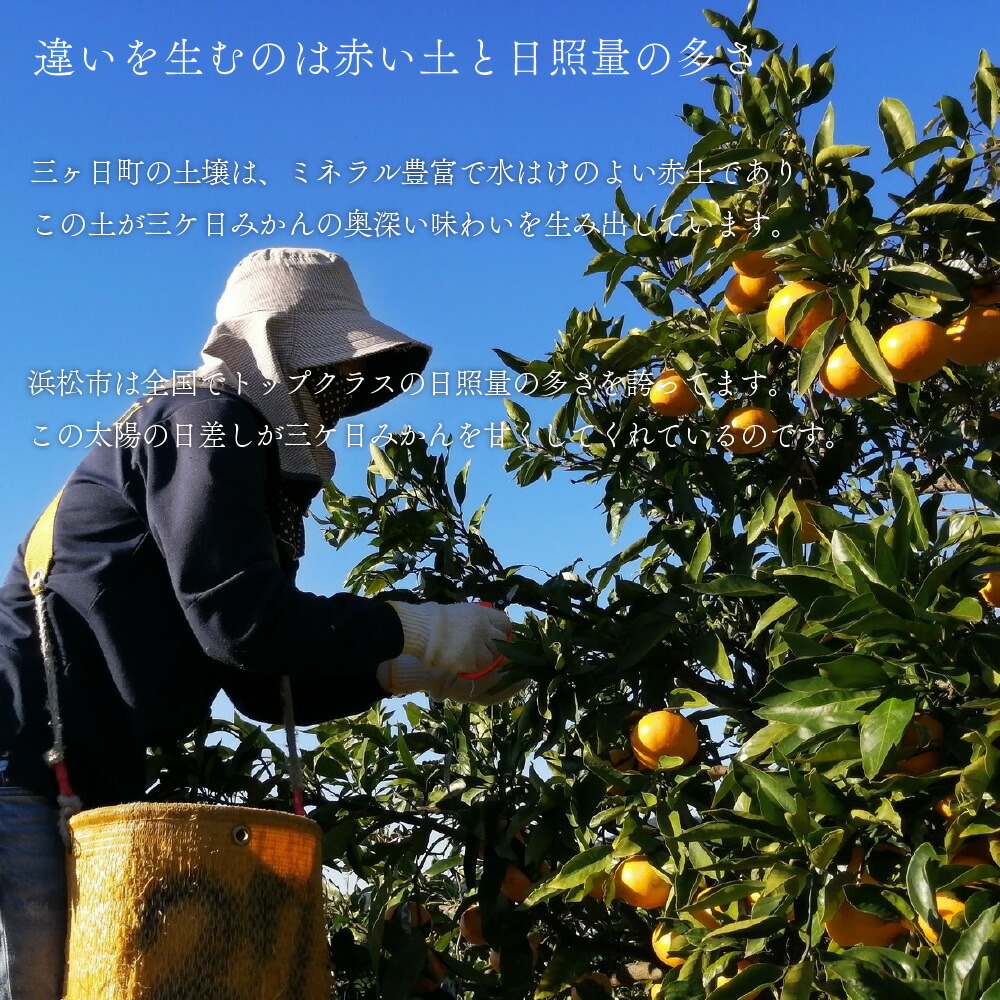 【送料無料】陽だまりみかんジュース　ストレート720ml 2本 果汁100％ 無添加ジュース 内祝い 贈りもの 産地直送 静岡県 三ケ日みかん 静岡県産 みかん |  | 03