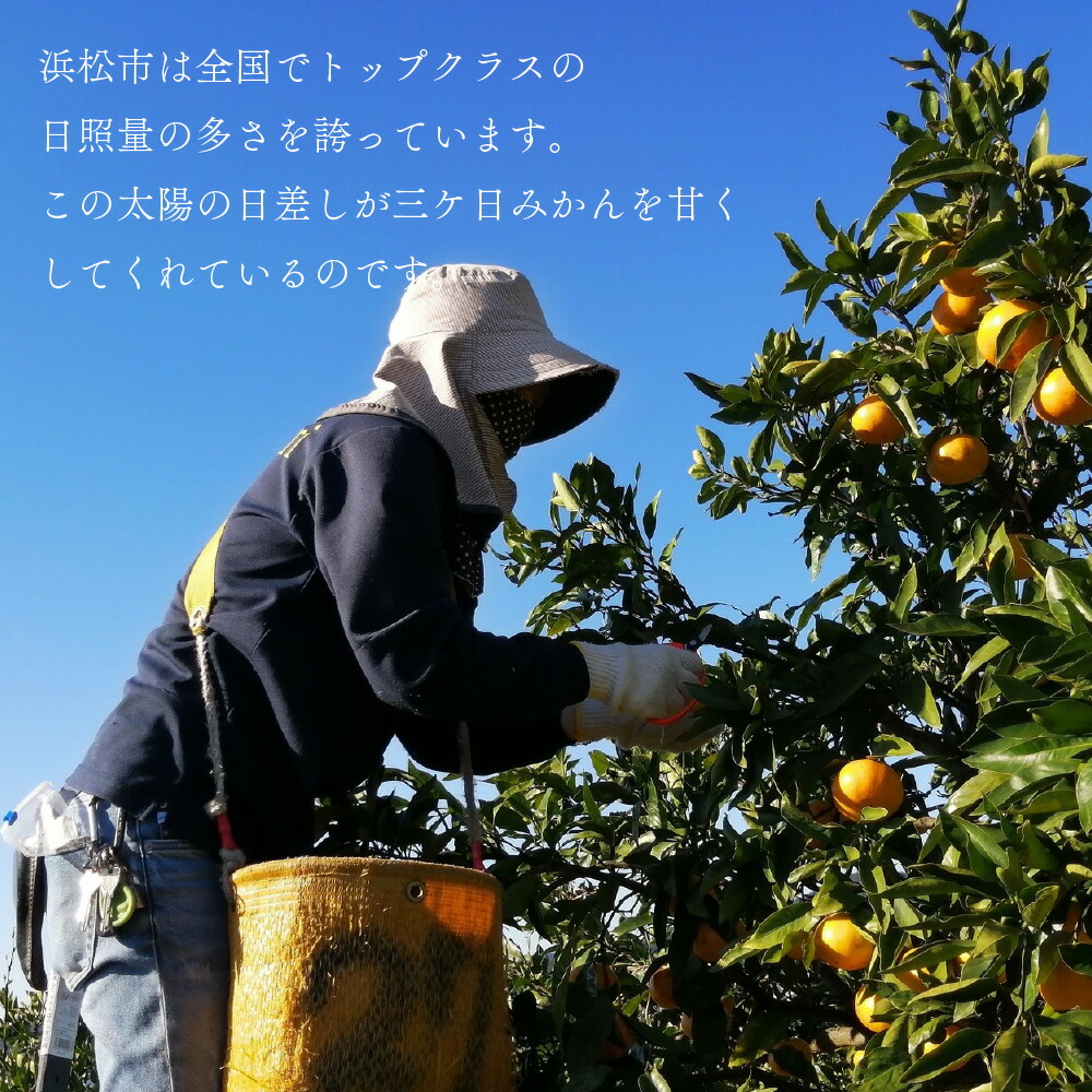 【送料無料】陽だまりみかんジュース ストレート180ml 6本 果汁100％ 無添加ジュース 内祝い 贈りもの 産地直送 静岡県 三ケ日みかん 静岡県産 みかん |  | 03