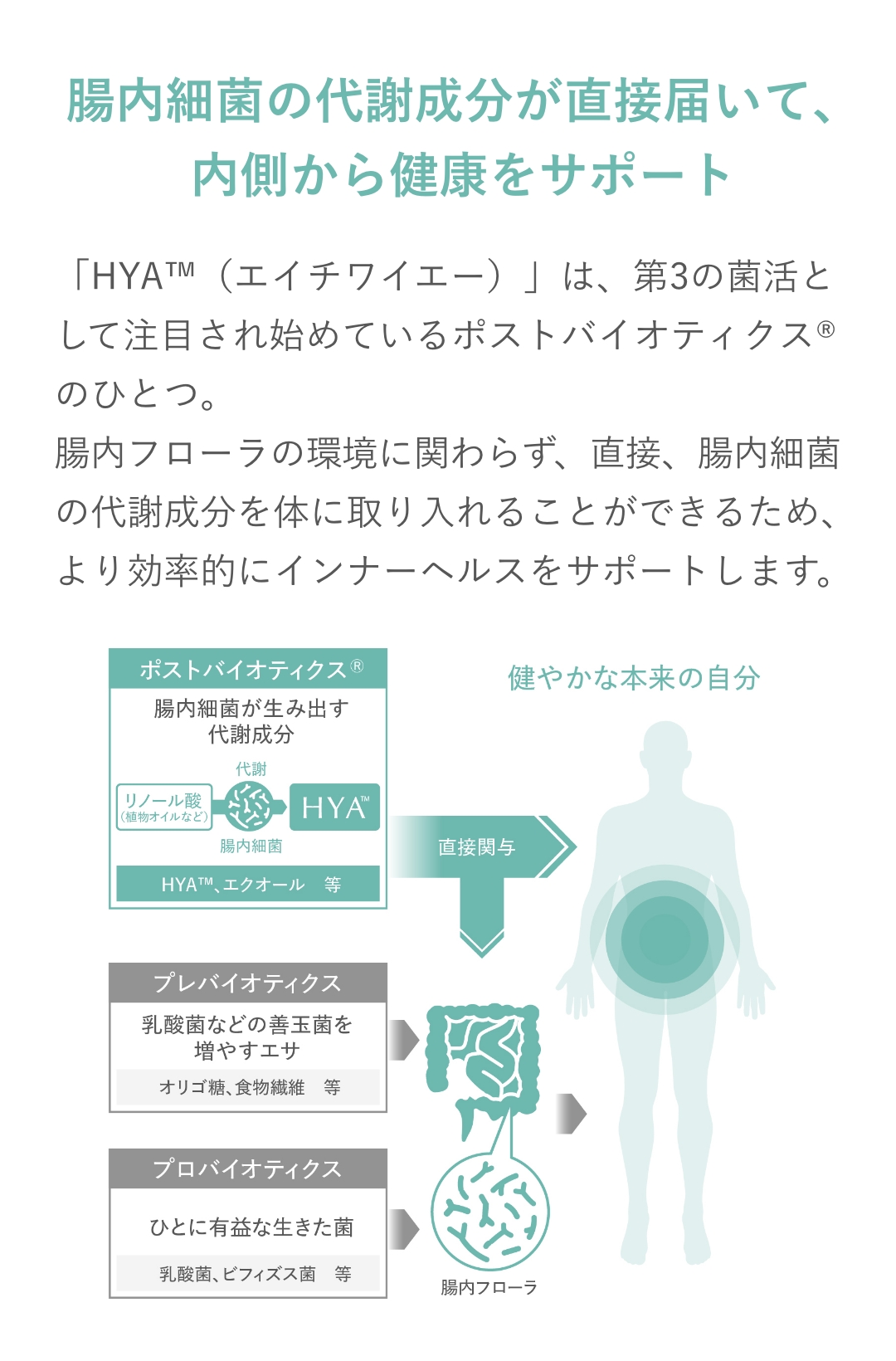 腸内細菌の代謝成分が直接届いて、内側から健康をサポート