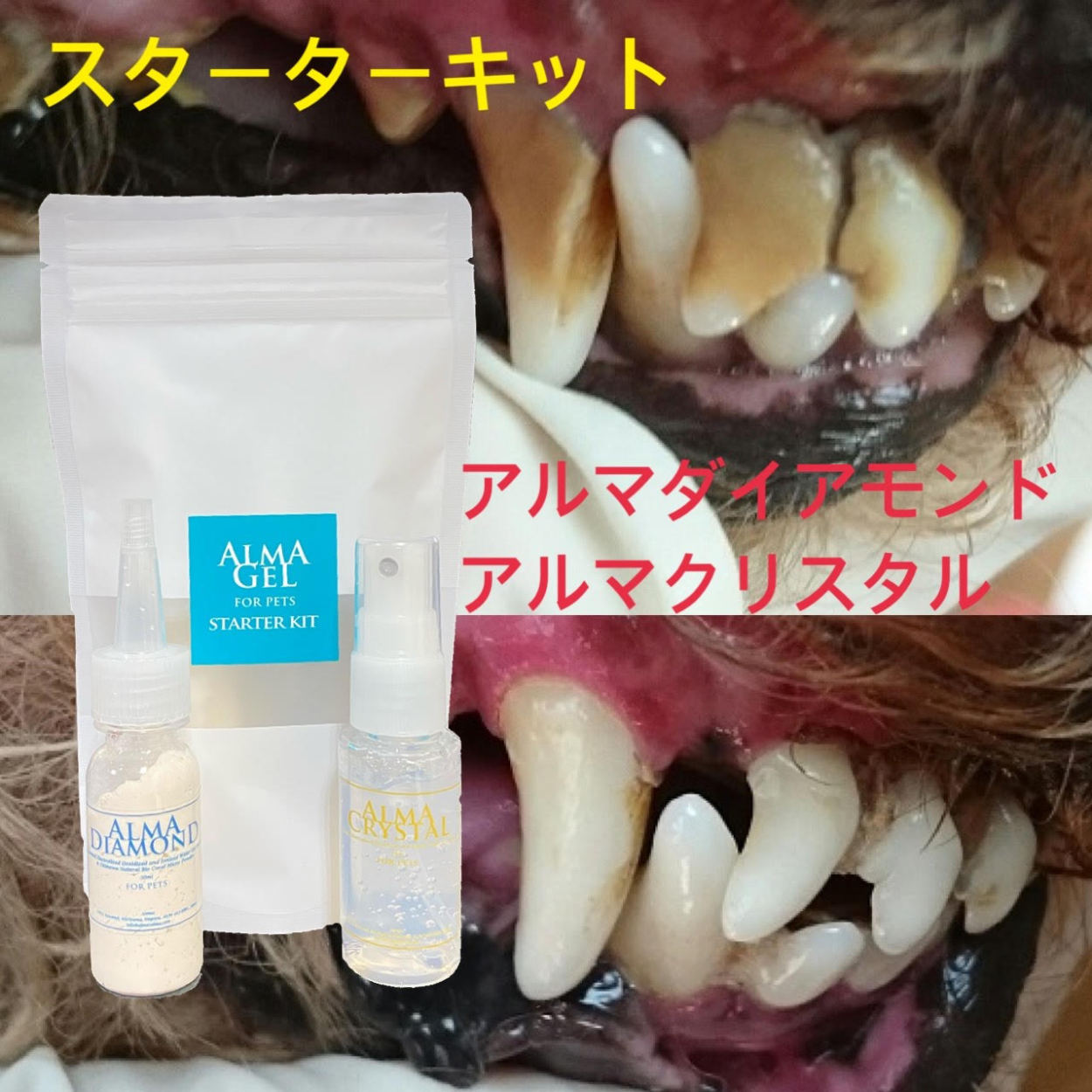 犬猫の歯石口臭対策 歯磨き粉 5000頭以上の犬の歯磨き 歯石除去 歯石取りを行ってきた 獣医師が開発　Dr.YUJIRO デンタルジェル（夜用）3本セット