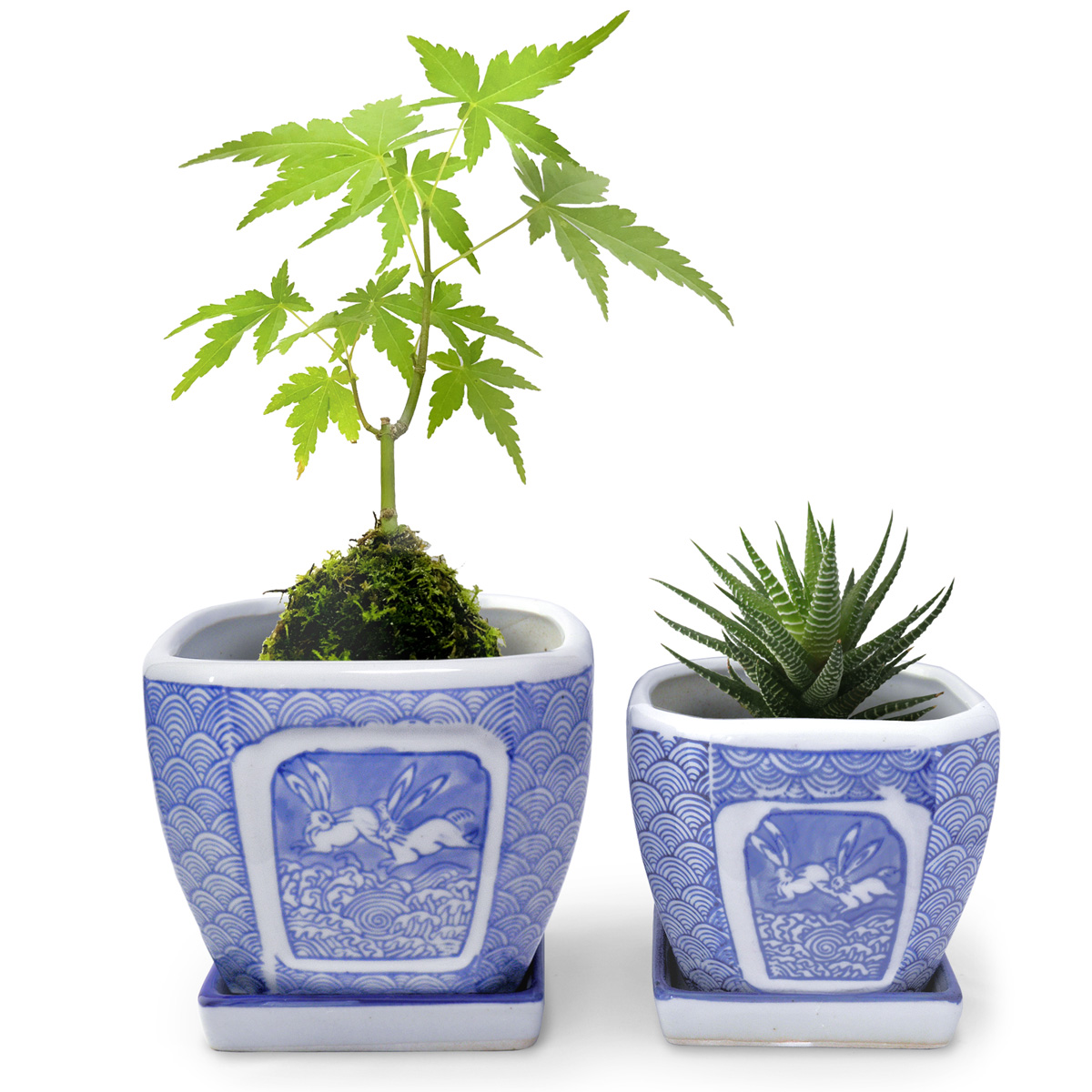 植木鉢 皿付き 波うさぎ柄  2点セット イメージ画像