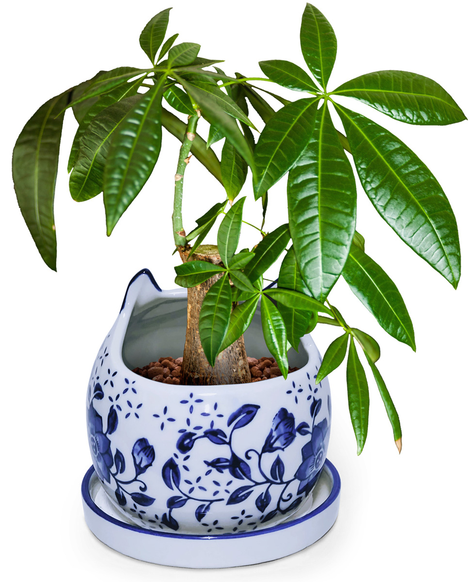 植木鉢 皿付き まん丸猫 イメージ画像