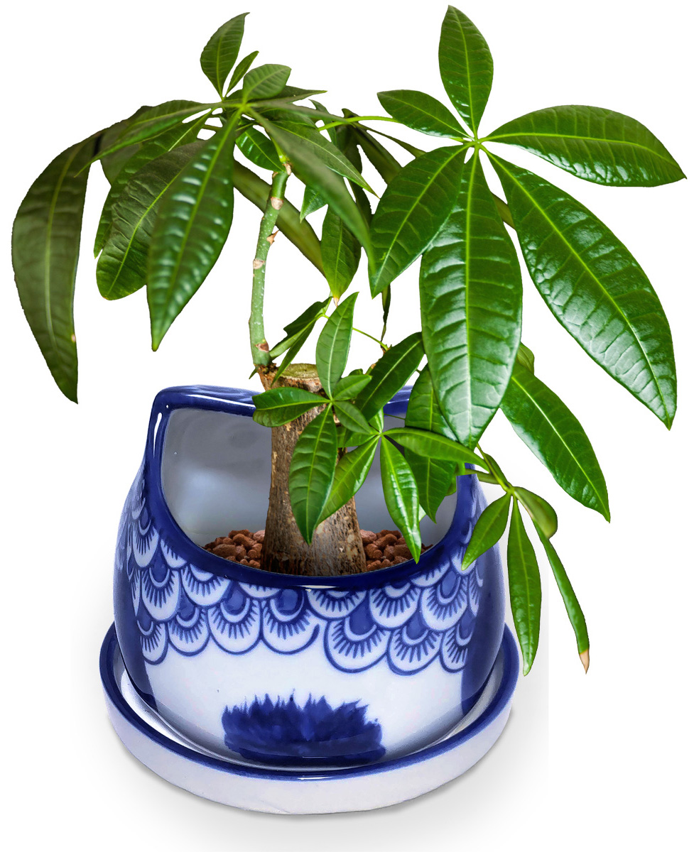 植木鉢 皿付き フクロウ イメージ画像