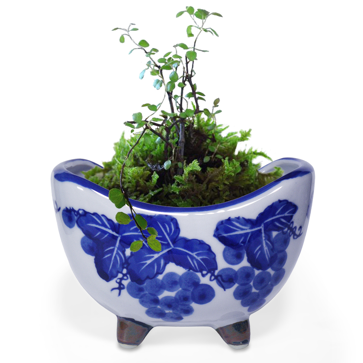 植木鉢 陶器 三日月 脚付き おしゃれ 和風(葡萄 ぶどう柄)山野草 苔玉