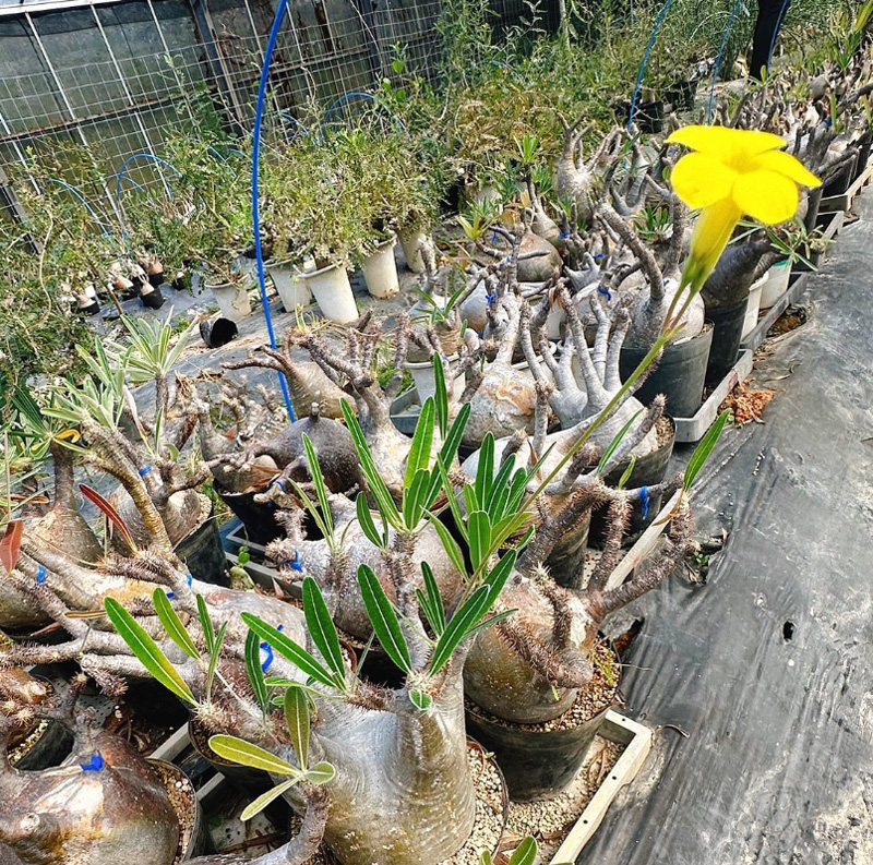 [ パキポディウム グラキリス 象牙宮 Mサイズ @28000] 塊根植物 多肉植物 盆栽 観葉植物 パキポディウム グラキリス 象牙宮 Mサイズ @28000 塊根植物 多肉植物