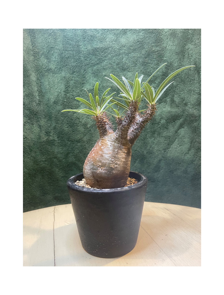 パキポディウム グラキリス 象牙宮 Mサイズ @28000 塊根植物 多肉植物