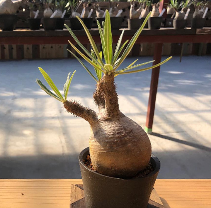 パキポディウム グラキリス 象牙宮 XLサイズ @80000 塊根植物 多肉植物