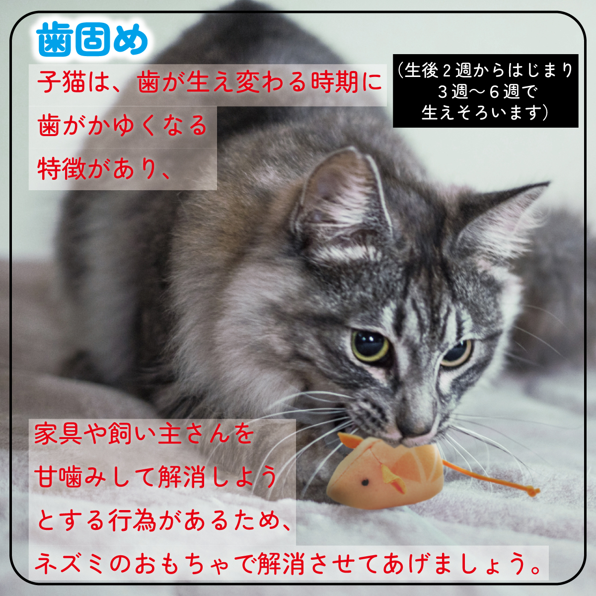 猫 おもちゃ ねずみ 歯磨き 10点 キャットトイ 猫用玩具 デンタルトイ