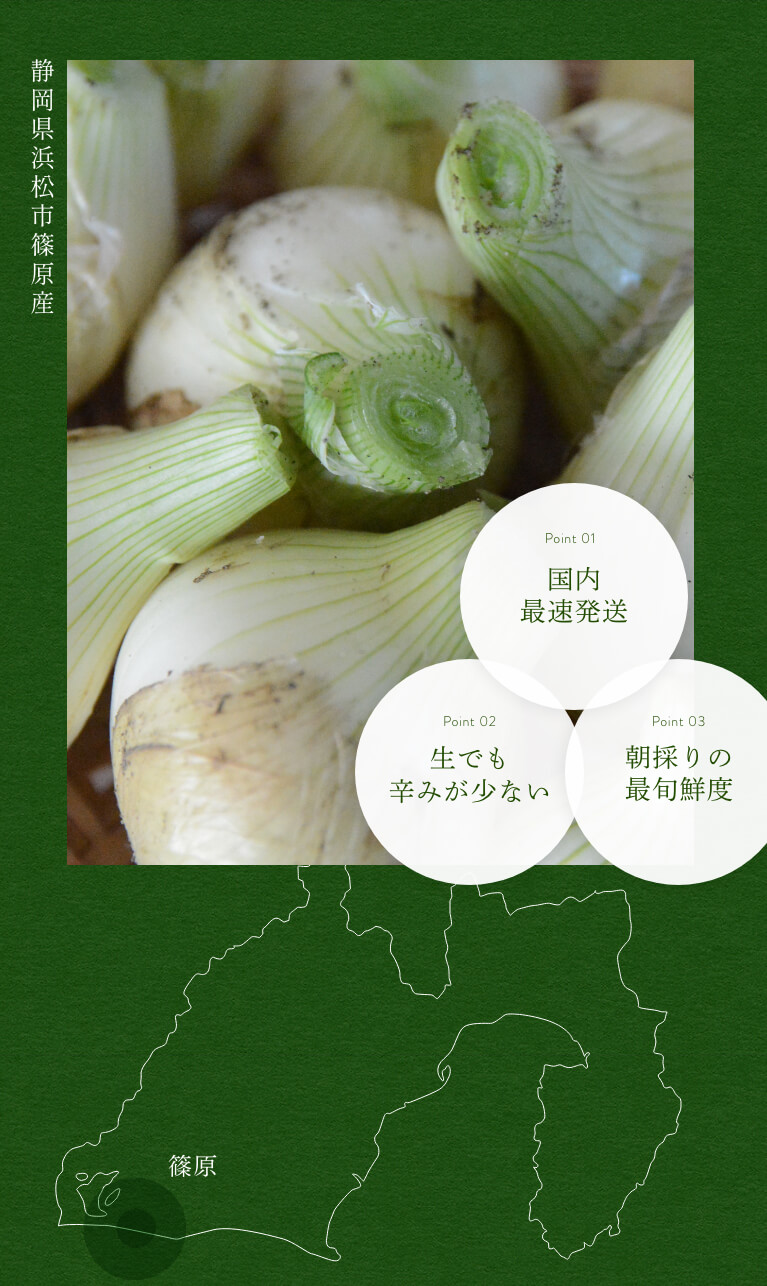 3kg 訳あり淡島産玉葱 極早生玉葱 濱の宝 - 野菜